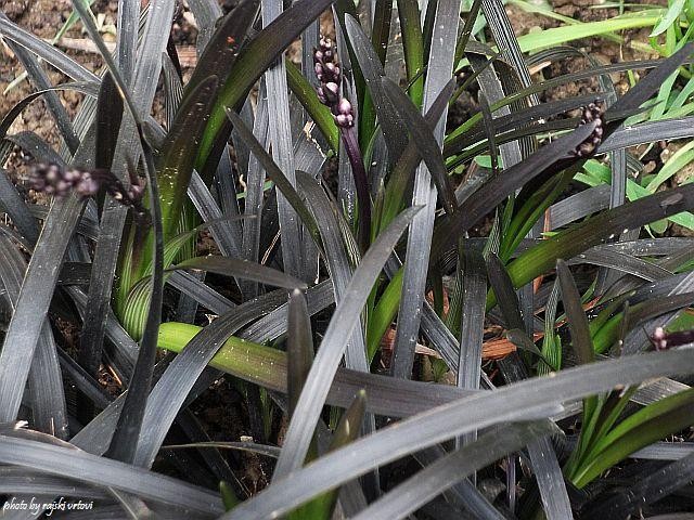 ophiopogon